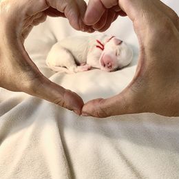 Goldendoodle Puppies from Phoenix AZ Doodles