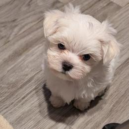 Dixie's Boy - White male Maltese puppy in North Fort Myers, Florida from Miller's Maltese Puppies