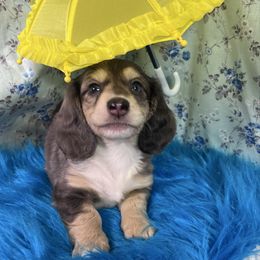 Rowan - Blue and cream male Dachshund puppy in Somerset, Pennsylvania from Rae’s Dapper Dachshunds