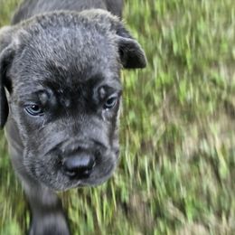Duke - Gray male Cane Corso puppy in Roachdale, Indiana from Cast Iron Kennels