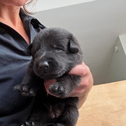 Claudia - Black female German Shepherd puppy in Purcellville, Virginia from Firelight Farm