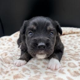 Boy 4 - Black tri male Miniature Australian Shepherd puppy in Arcadia, Indiana from Sunset Cowgirl Mini Aussies