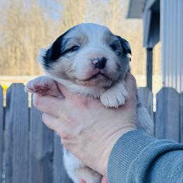 BBQ (lime collar) - Blue merle male Australian Shepherd puppy in Ashland, Ohio from SS Australian Shepherds
