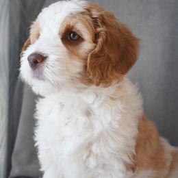Australian Labradoodle Puppies from Frosty Hill Australian Labradoodles
