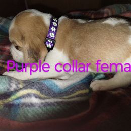 Girl 5 - Beagle puppy from Lacy's Beagles