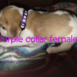 Girl 5 - Beagle puppy from Lacy's Beagles