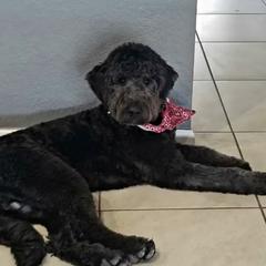 Duke - Goldendoodle