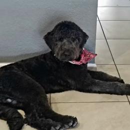 Duke - Goldendoodle