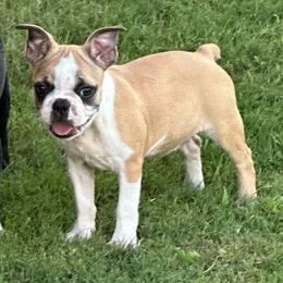 Atlas - Seal and white female Boston Terrier puppy in Brazos Point, Texas from TX Southern Belle Bostons