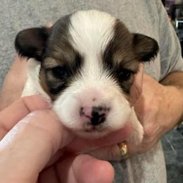Boy 1 - Black red and white male Papillon puppy in Middleville, Michigan from Cheryl's Papillons