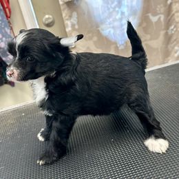 Puff boy - Black and white male Chinese Crested puppy in Rockvale, Tennessee from Cosmic Chinese Cresteds & Wind-Echo Poodles