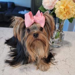 Addy - Yorkshire Terrier