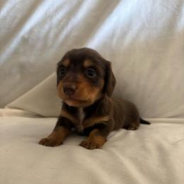 Girl 2 - Chocolate and tan female Dachshund puppy in Hindsville, Arkansas from Okie Dokie Doxie