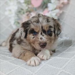 Finn - Red merle male Australian Shepherd puppy in Yakima, Washington from Naches Heights Ranch