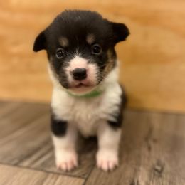 Tricolor 4 - Black and tan female Pembroke Welsh Corgi puppy in Glendale, Arizona from CorgiholicsAz