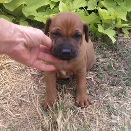 Wes - Rd whtn blk nose male Rhodesian Ridgeback puppy in Carney, Oklahoma from River Run Parson Russell terriers & River Run Ridgebacks