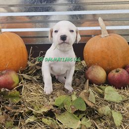 Lua Homozygous green lemon boy - White and lemon male Dalmatian puppy in Conrath, Wisconsin from JSF Dalmatians LLC