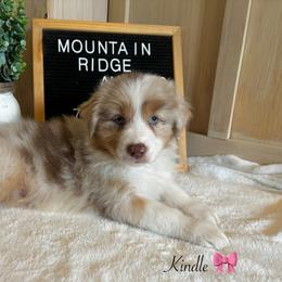 Kindle - Red merle female Australian Shepherd puppy in Murrayville, Georgia from Mountain Ridge Aussies
