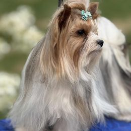 Biewer Terrier puppies from 1 Star Dream Pups