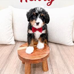Henry - Tri-color male Bernedoodle puppy in Ormond Beach, Florida from Florida Coast Doodles