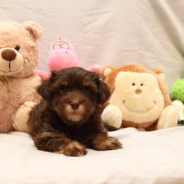 AKC Female 4 - Chocolate female Havanese puppy in South Carolina from Premier Havanese Dogs