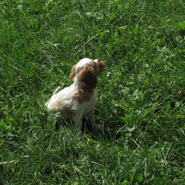 Smudge - Blenheim male Cavalier King Charles Spaniel puppy in Harvard, Illinois from Lori's Cavalier King Charles Spaniels & Dachshunds