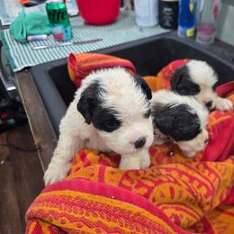 Girl 3 - Mahogany and white female Saint Bernard puppy in Camby, Indiana from Heather's Noble Saints