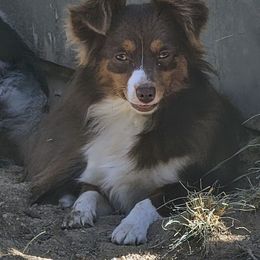 Bailey - Miniature Australian Shepherd