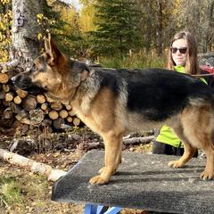 German Shepherd puppies from Loves German Shepherds