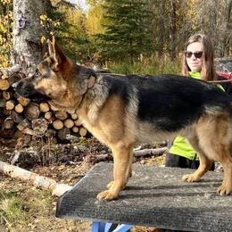 German Shepherd puppies from Loves German Shepherds