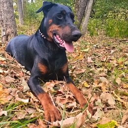 Aaliyah - Doberman Pinscher