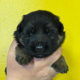 Pearl - Black and red female German Shepherd puppy in Warwick, Rhode Island from Karma Kennels