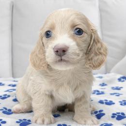 Kaleb (No breeding homes) - Cream male Dachshund puppy in Fayetteville, North Carolina from RRD