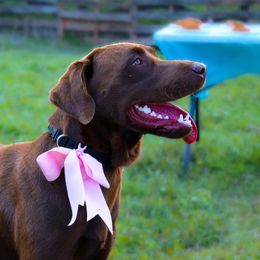 Boomer - Labrador Retriever