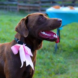 Boomer - Labrador Retriever