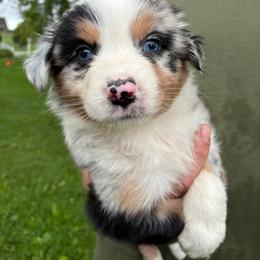 Harper - Blue merle female Australian Shepherd puppy in Holmesville, Ohio from Coffee Run Spring at Miller Farms