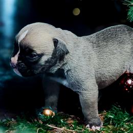 Girl 1 - Brindle female Bulldog puppy in Washington from Sun City Campeiro Bulldogs