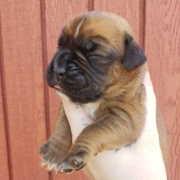 Boxer Puppies from SmashBox Kennel