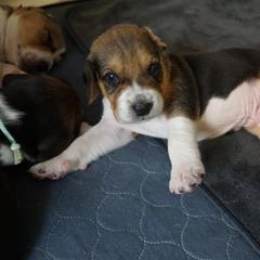Harrier Puppies from Darkfire Harriers