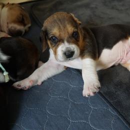 Harrier Puppies from Darkfire Harriers