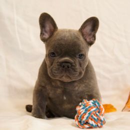 Tigger - Brindle male French Bulldog puppy in Middle Township, New Jersey from 609 Frenchies