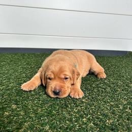 Girl 6 - Yellow female Labrador Retriever puppy in Denton, Maryland from Amber's Labrador Retrievers