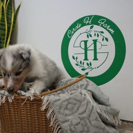 Peak - Blue merle male Collie puppy in Versailles, Indiana from Circle H Farm