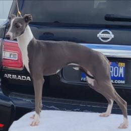Italian Greyhound puppies from Lebeck Acres