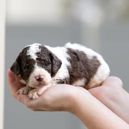 Bowser - Blue merle male Aussiedoodle puppy in Jacksonville, Florida from Lolo’s Aussiedoodle