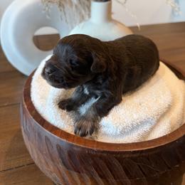 Lotus - Liver male Miniature Schnauzer puppy in Menifee, California from Violet’s Meadow