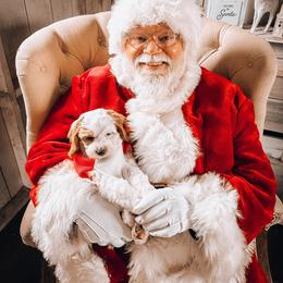 Cockapoo and Goldendoodle Puppies from Robbin's Treasures