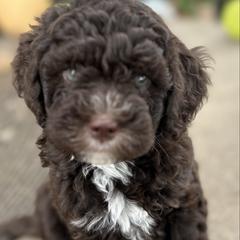 Chandler - male Australian Mountain Doodle puppy in Lincoln, Nebraska from GRand Doodles