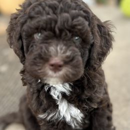 Chandler - male Australian Mountain Doodle puppy in Lincoln, Nebraska from GRand Doodles
