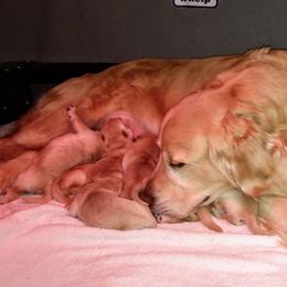 Golden Retriever Puppies from Broomfield Golden's